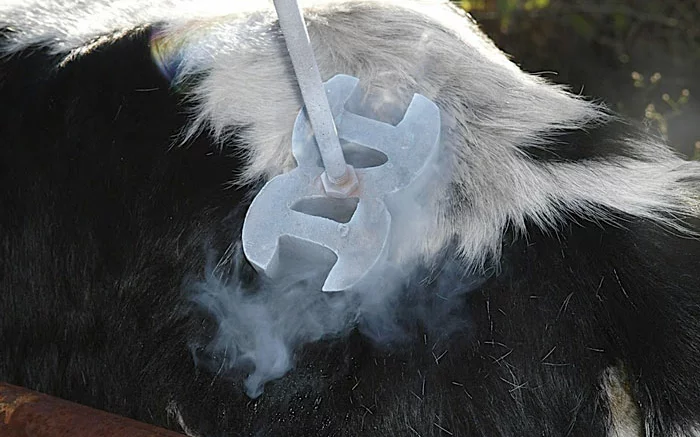Freeze Branding